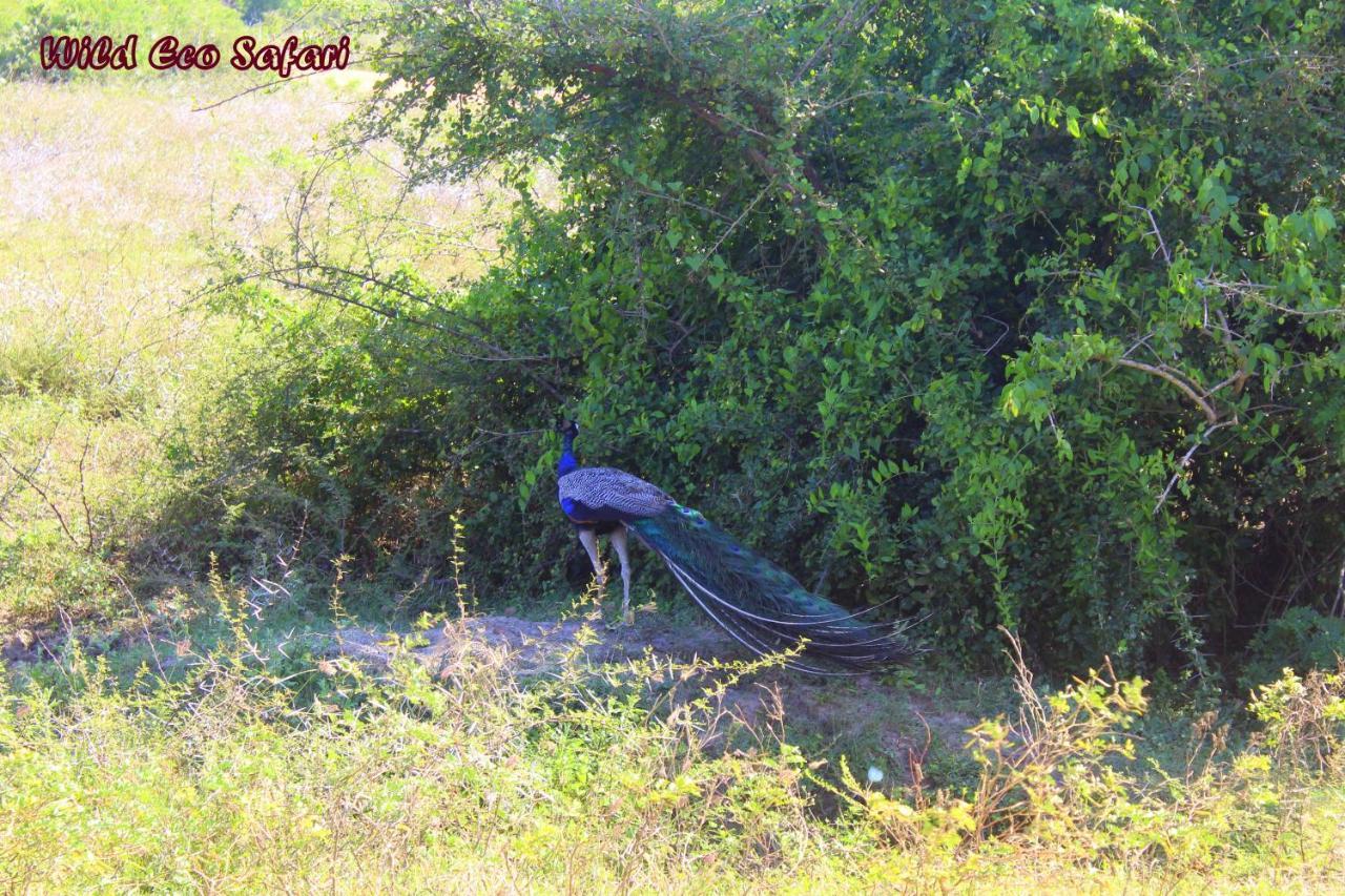 Wild Eco Safari Hotel Palatupana Eksteriør billede